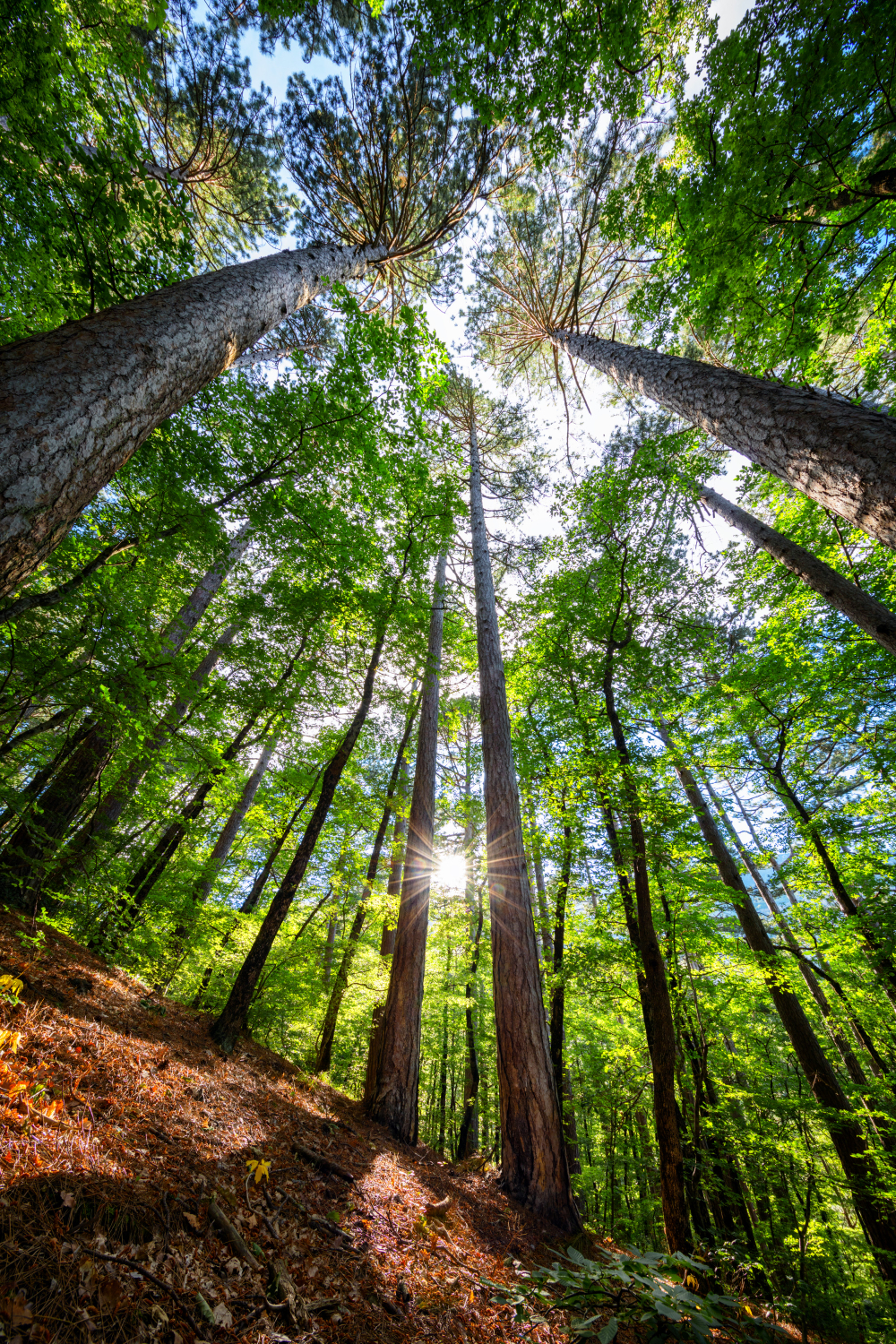 TCT circular saw blades in stock — Barry Collier & Co., Nelspruit